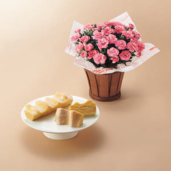 【母の日専用】カーネーション鉢植オスカーピンク４号とねんりん家マウントバーム しっかり芽のセット《送料込》
